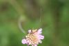 Nemophora metallica